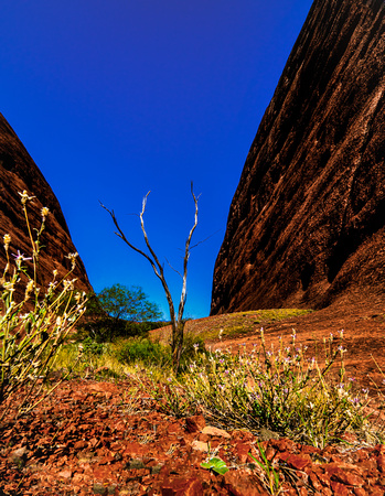 Kata Tjuta:Olgas Northern Territory Australia