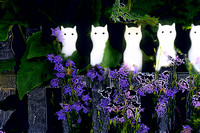 Botanical gardens cats