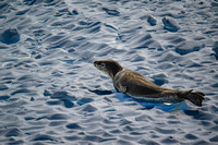 20250112-DSC_9074